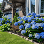 Warum blühen meine Hortensien nicht?